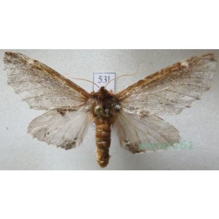 Odontosia carmelita (Esper, 1799) Węgielka karmelitanka Czech53l